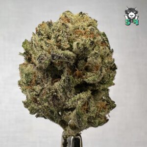 Purple Cream - 18M15