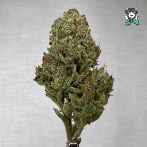 Lemon Squeeze - 20S7