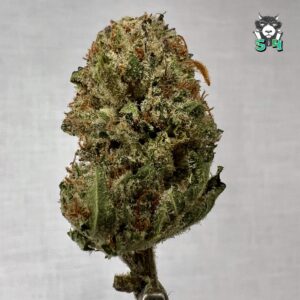 Lemon Beans - 42M15