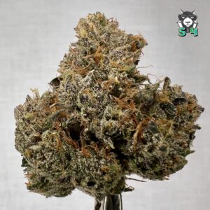 Gelato 41 - 66A7