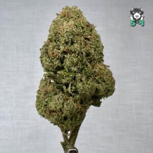 Candy Gelato - 91R2
