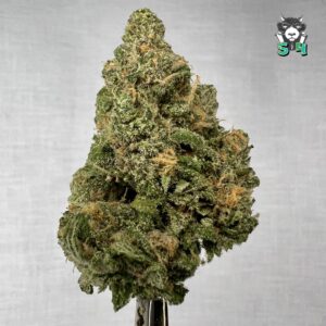 Blue Dream - 21T3