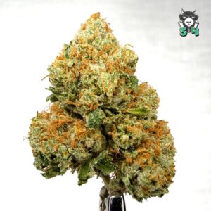 SFV OG - 31D6