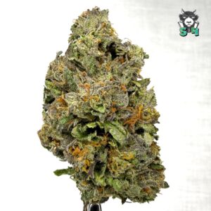 Jet Fuel Gelato - 72A1