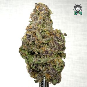 Biscotti Sherbert - 22A7