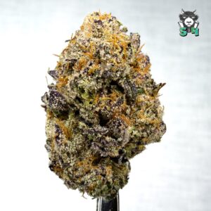 Lemon Cherry Gelato - 82A10