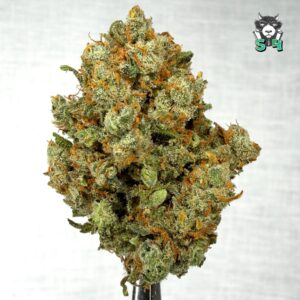 Jack Herer - 47D6