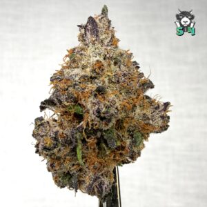 Amnesia Haze - 17B17