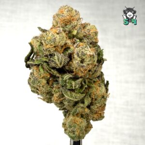 Pixie Sticks - 66N23