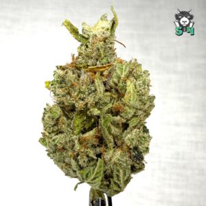 Gorilla Glue - 22N23