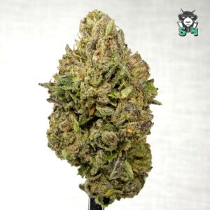 Bacio Gelato - 50L4