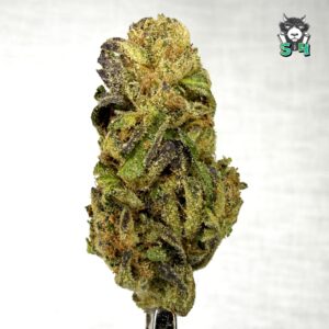 Gelato 33 - 17J23