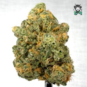 Blueberry - 43B17
