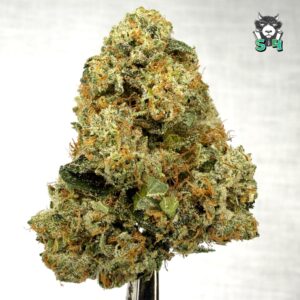 King Louis - 85P10