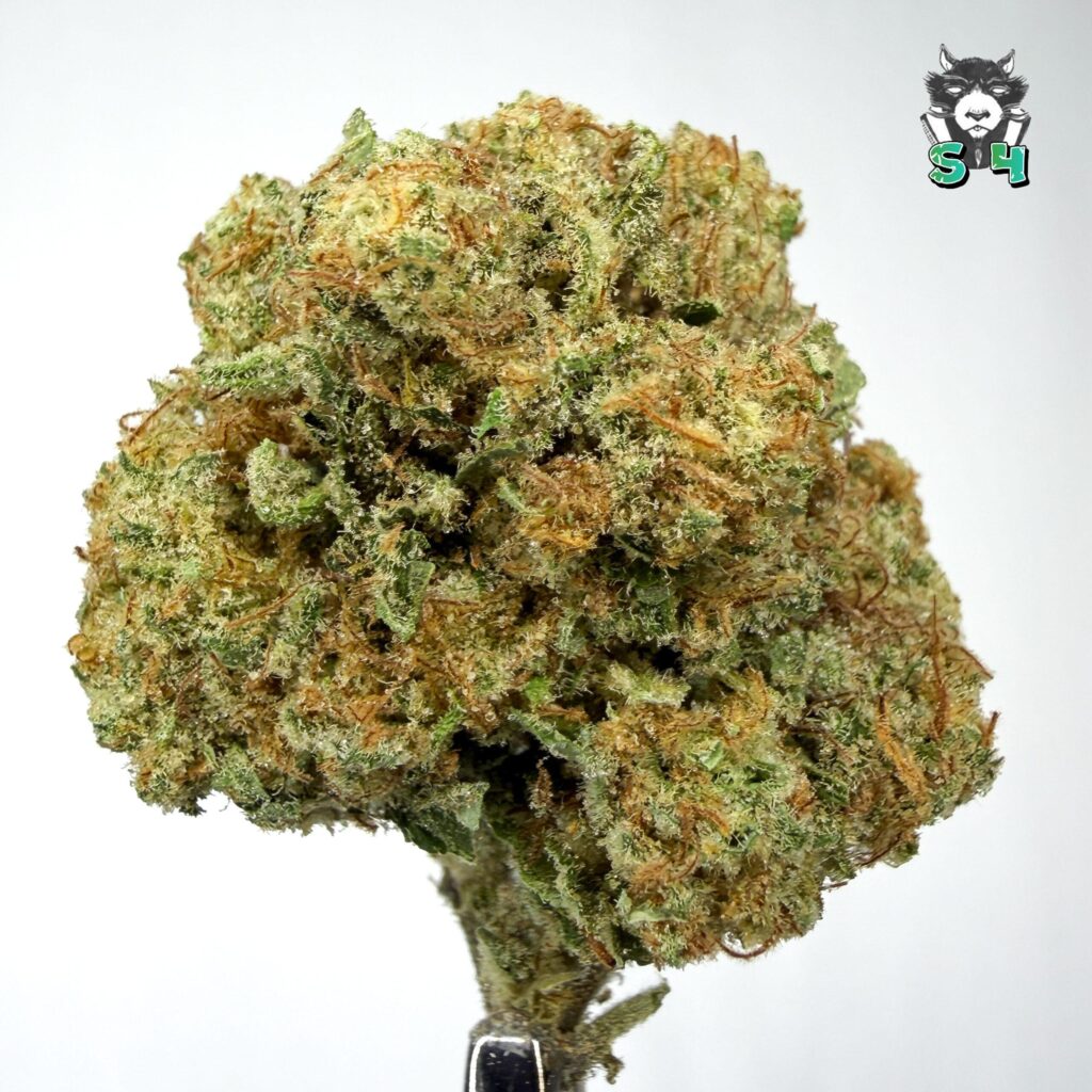 Papaya Mints - 98G1