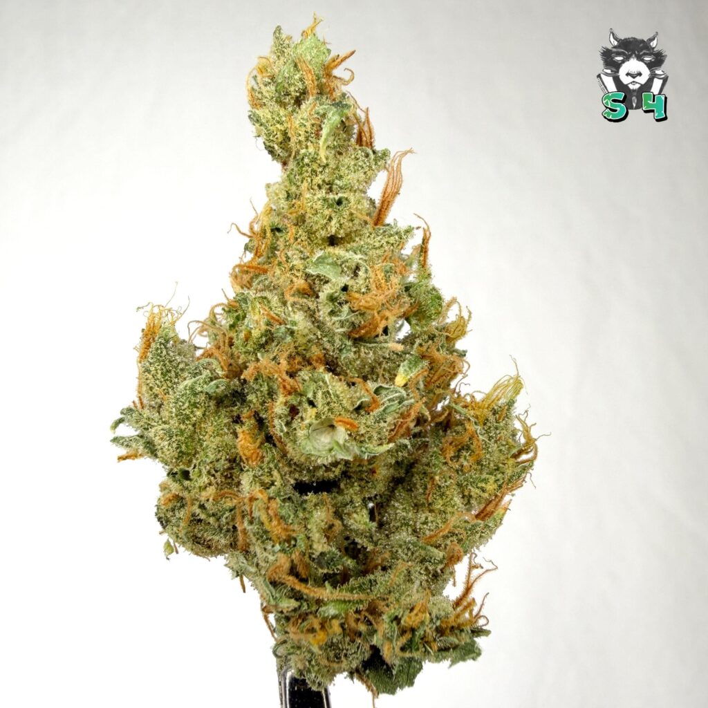 Super Silver Haze - 33T5