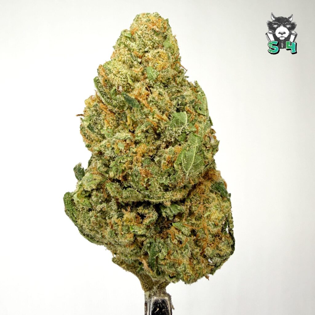 Lemon Bean - 91M15