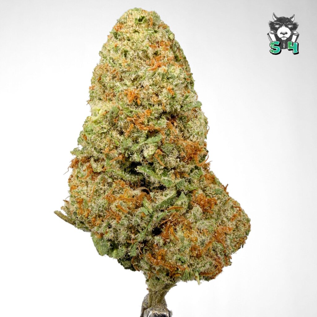Dirty Sprite - 19M15