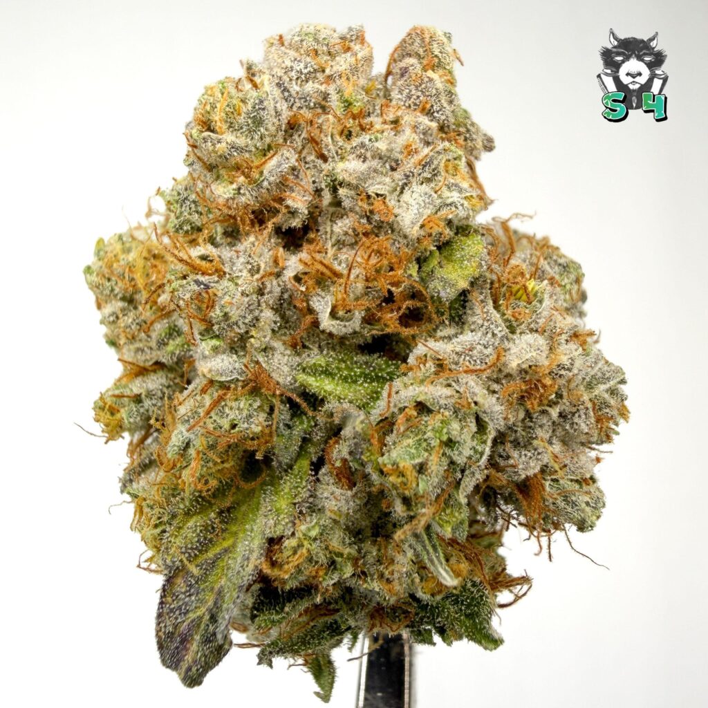 Mango Haze - 70S23