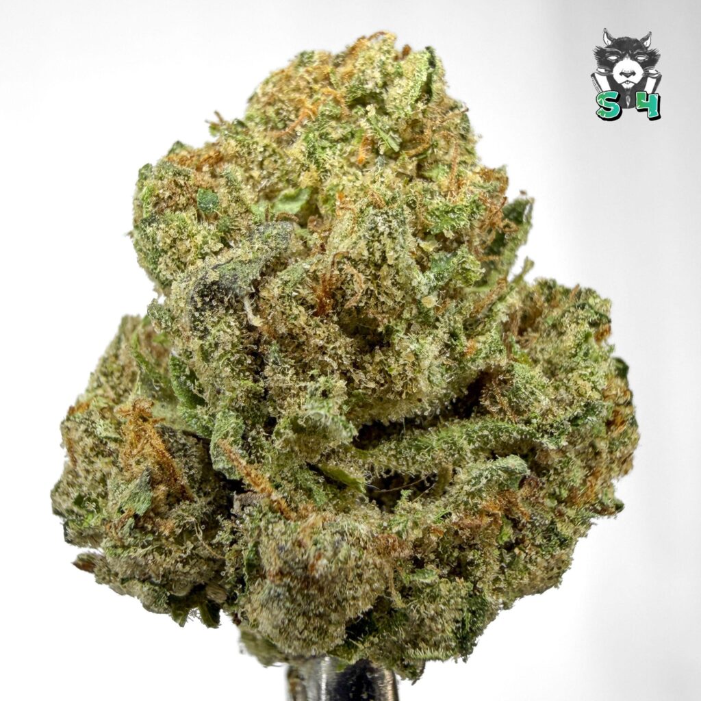 Lemon Cherry Gelato - 45L4
