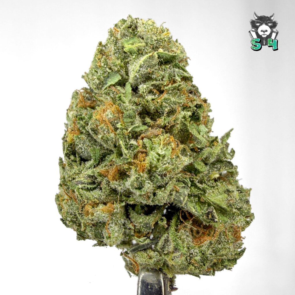 Gelato - 78C4