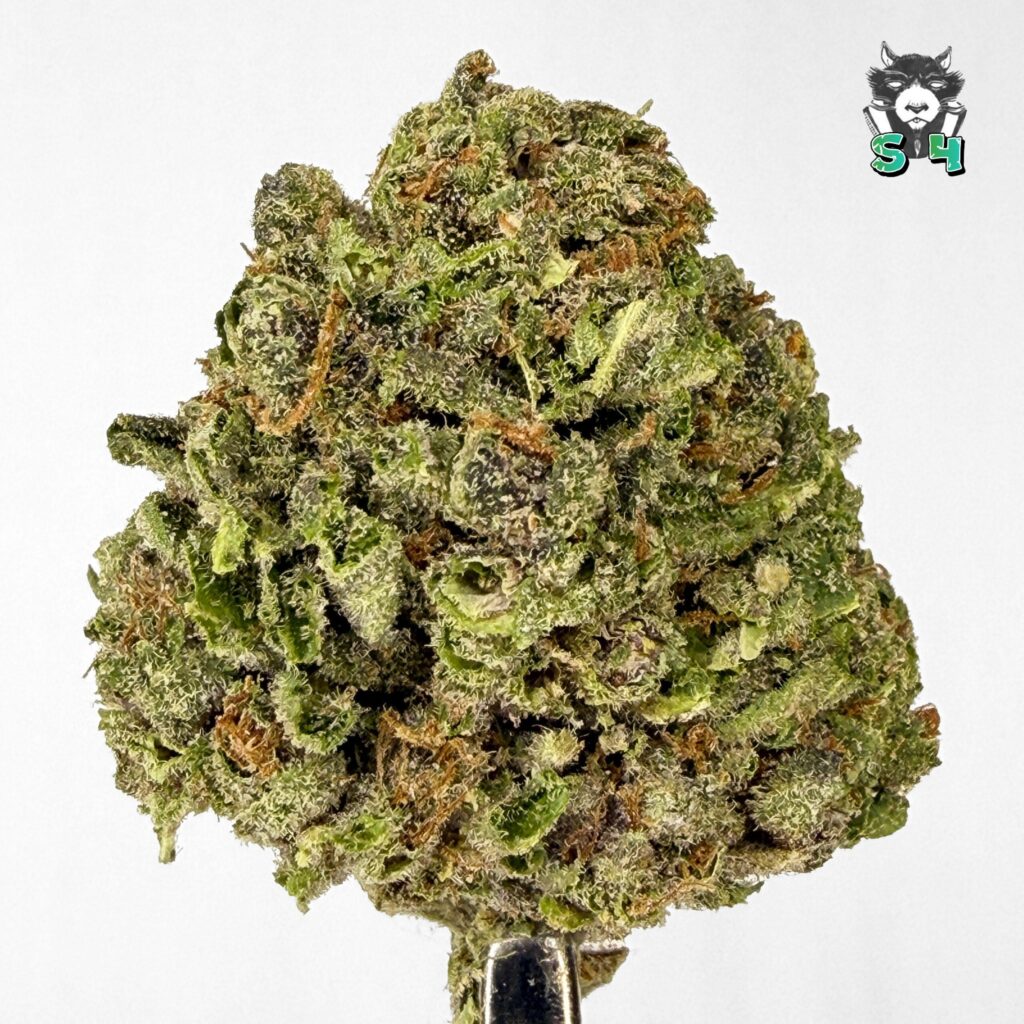 Lemosa - 24G11