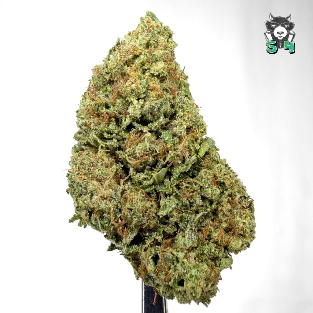 Pink Cherries - 14R1
