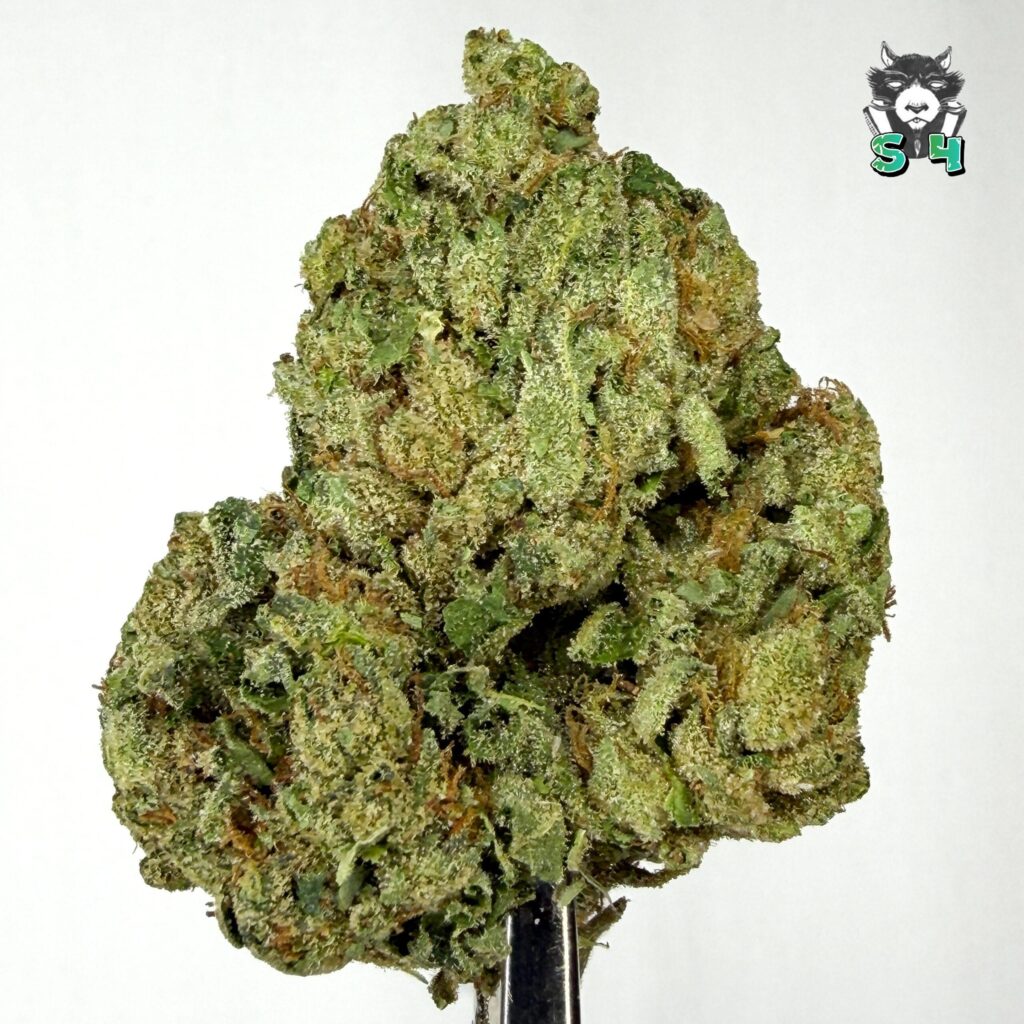 Frosted Cherry - 22R1