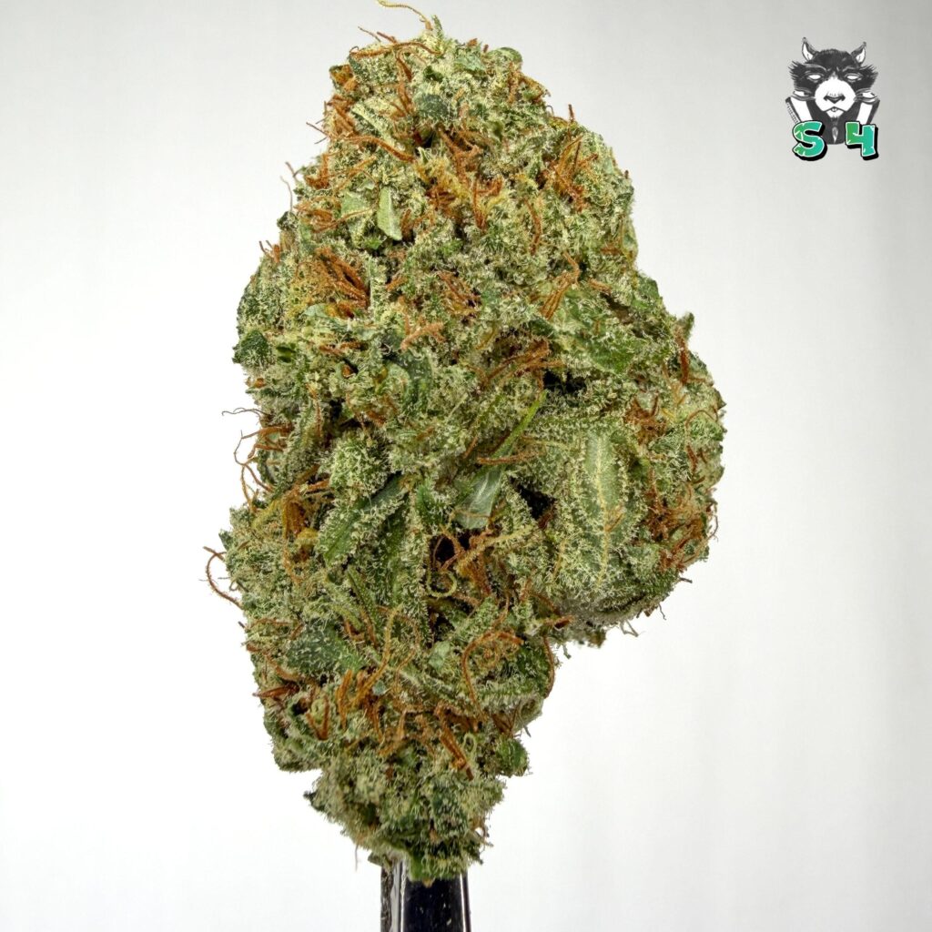 Dutch Treat - 78J12