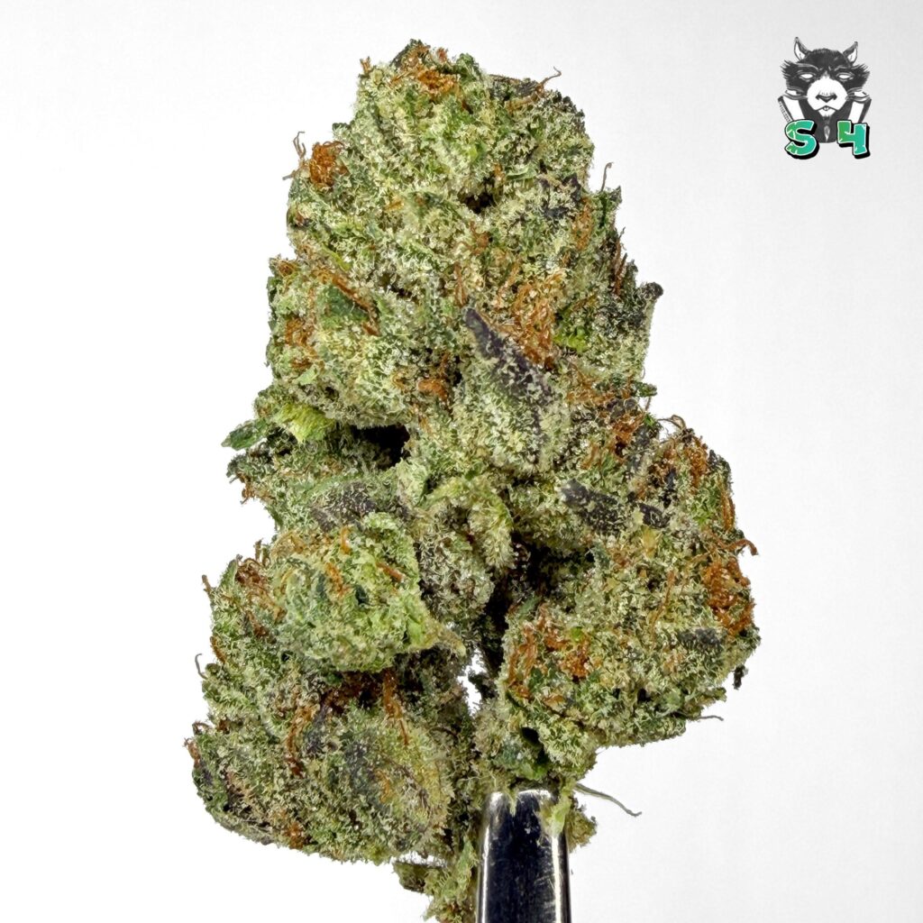 Purple Cake - 91L4
