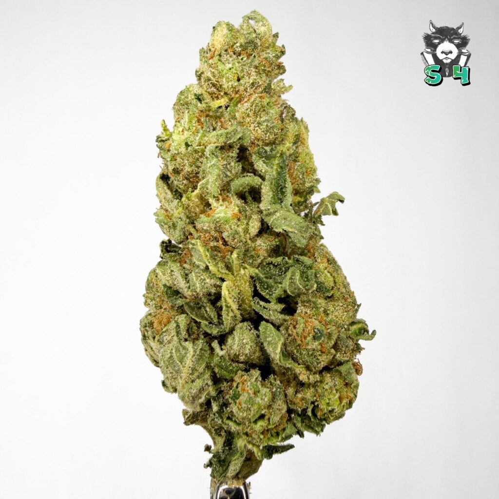 Illuminati - 52L4