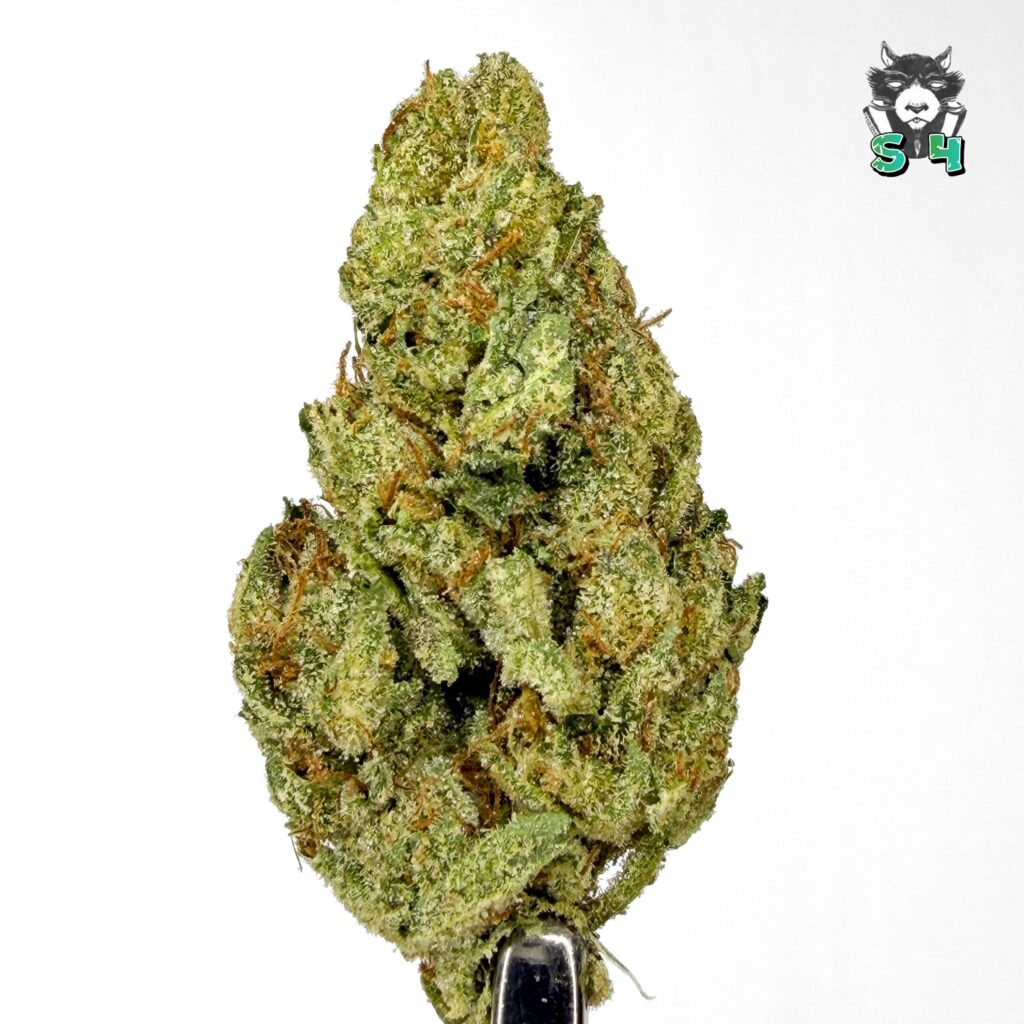 Muffins - 58L4