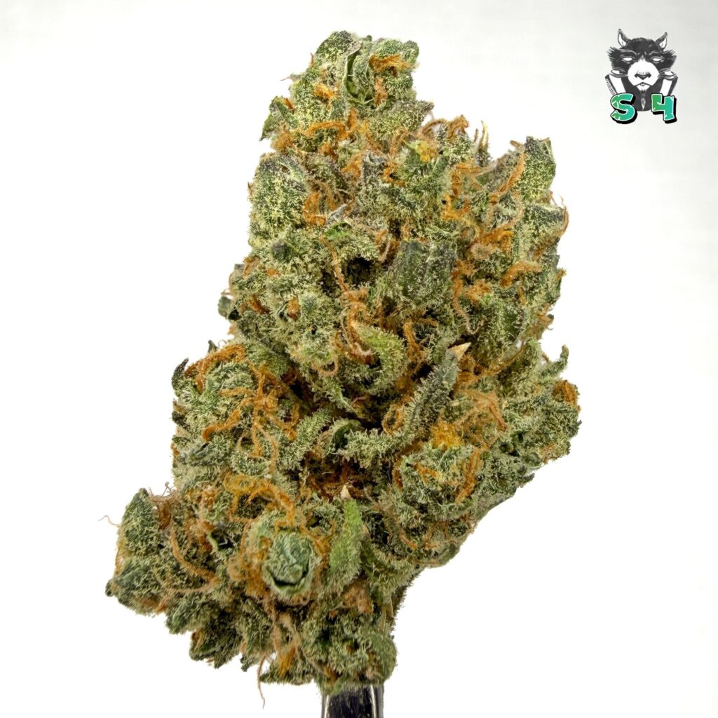 Tangie Berto - 42R3