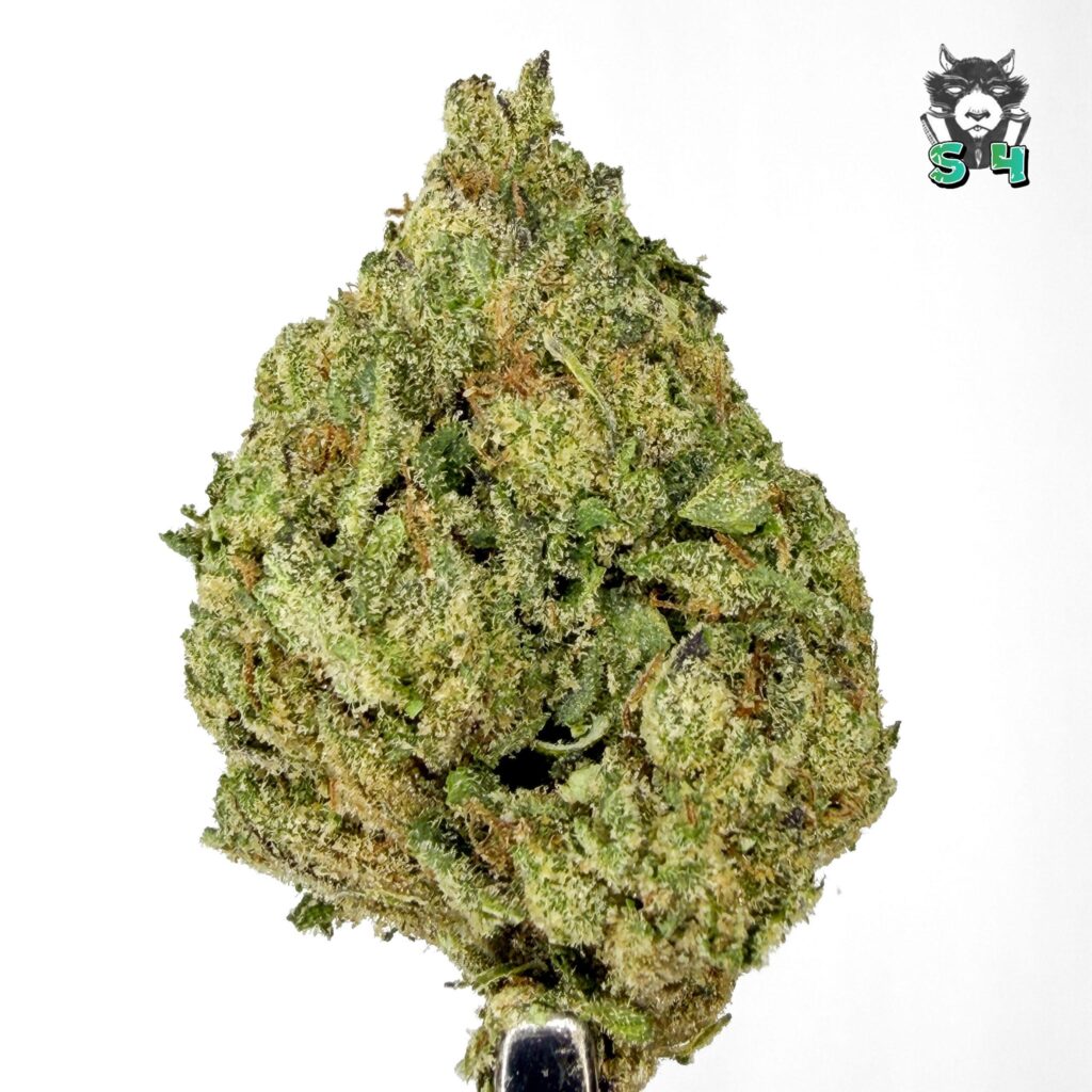 Fee Runtz - 46G11