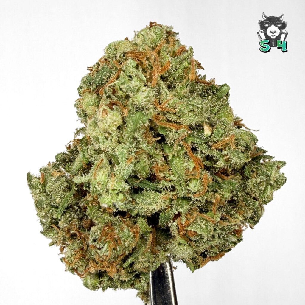 Jack Herer - 57D6
