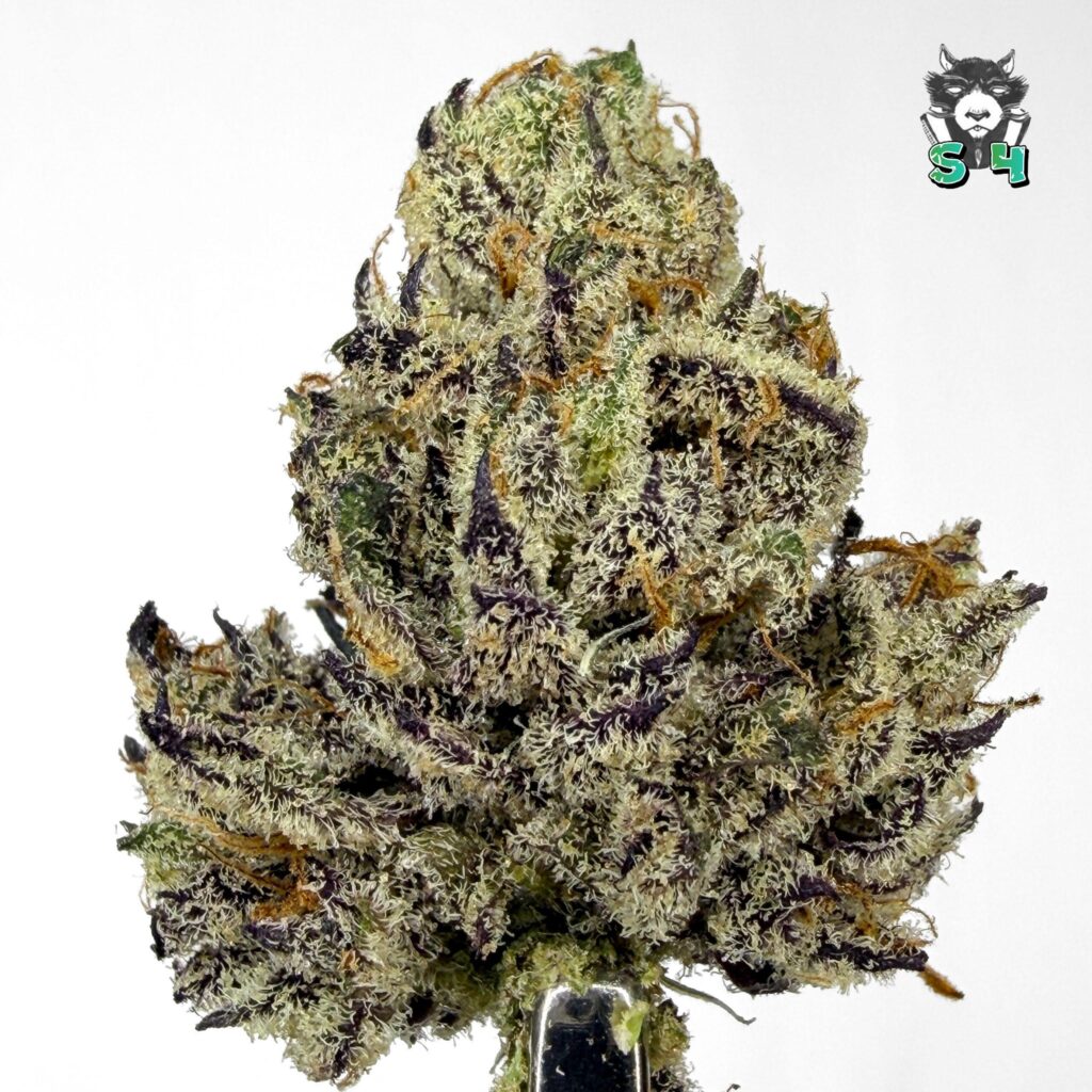Gorilla Butter - 14J14