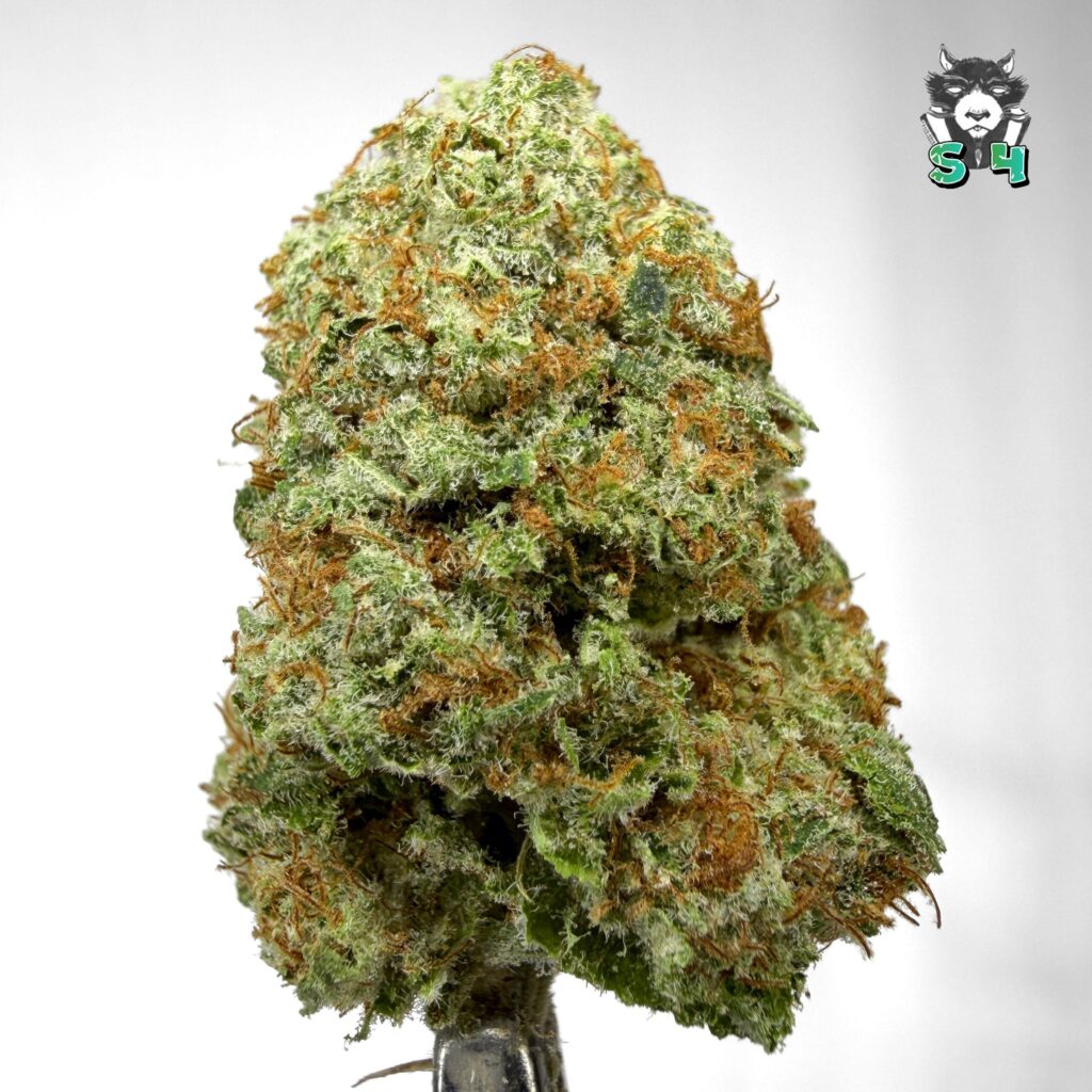 Dubble Banana Mango Haze - 91S23