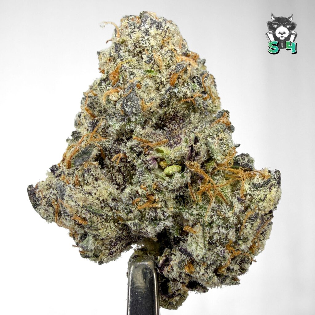 Lemon Cherry Gelato - 29D7