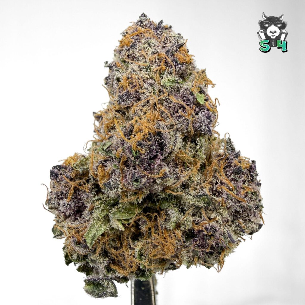 Tropical Cherry - 56R3