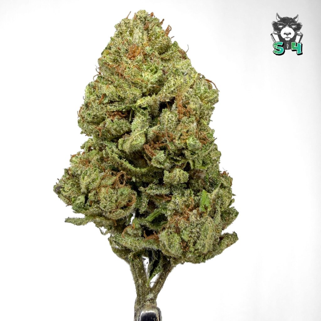 Toasted Runtz - 45O2