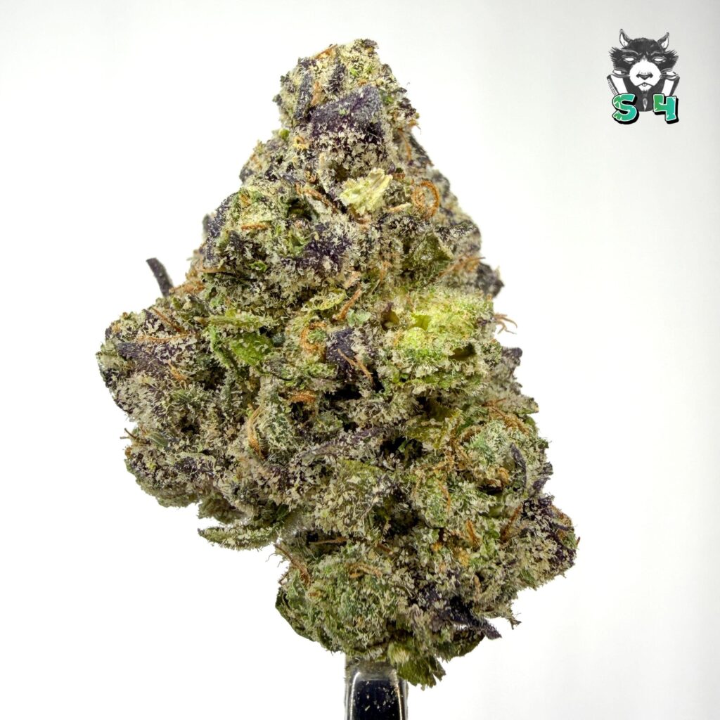 Lemon Cherry Gelato - 23P7