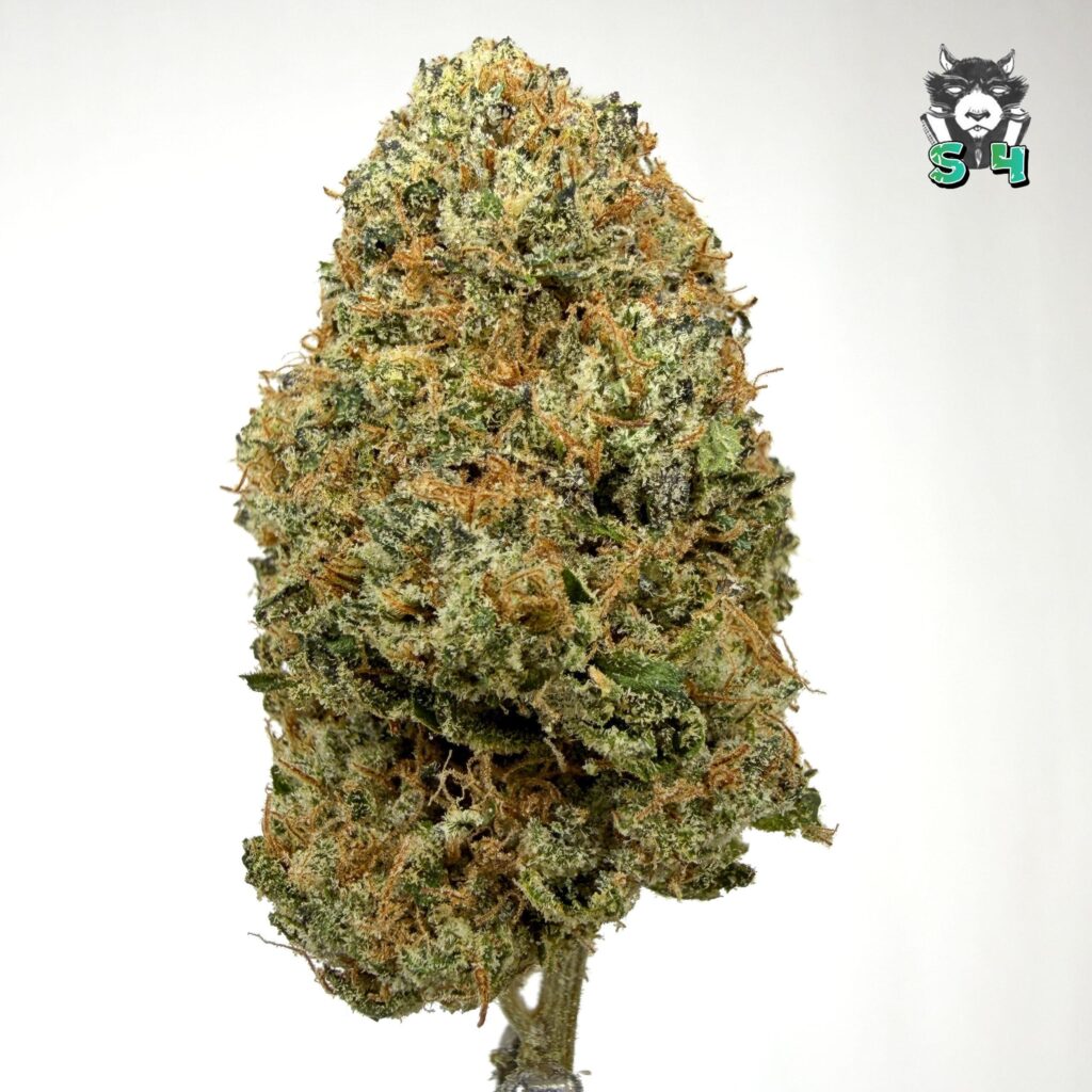 Lemon Cherry Gelato - 23B17