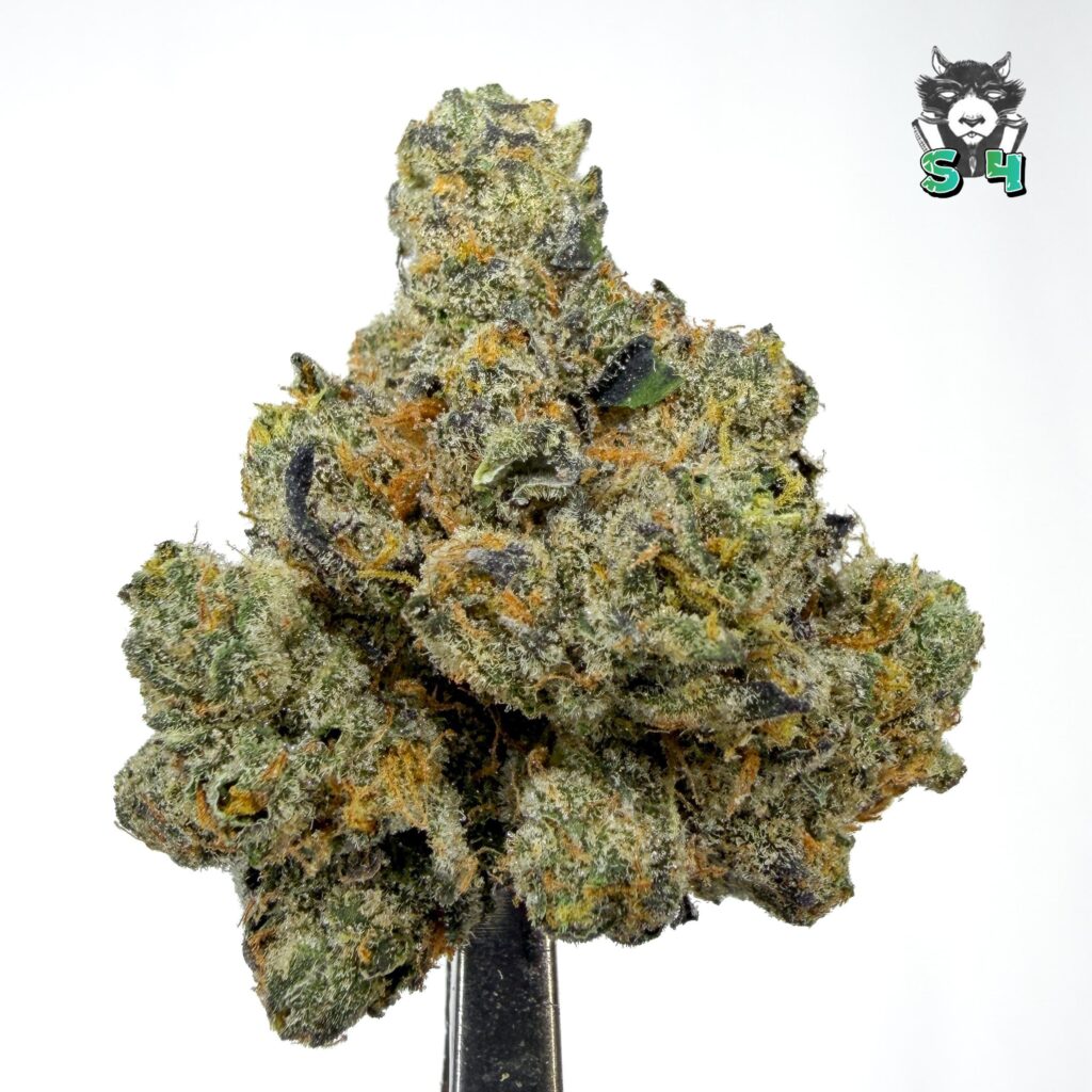 Girl Scout Cookies - 21B17