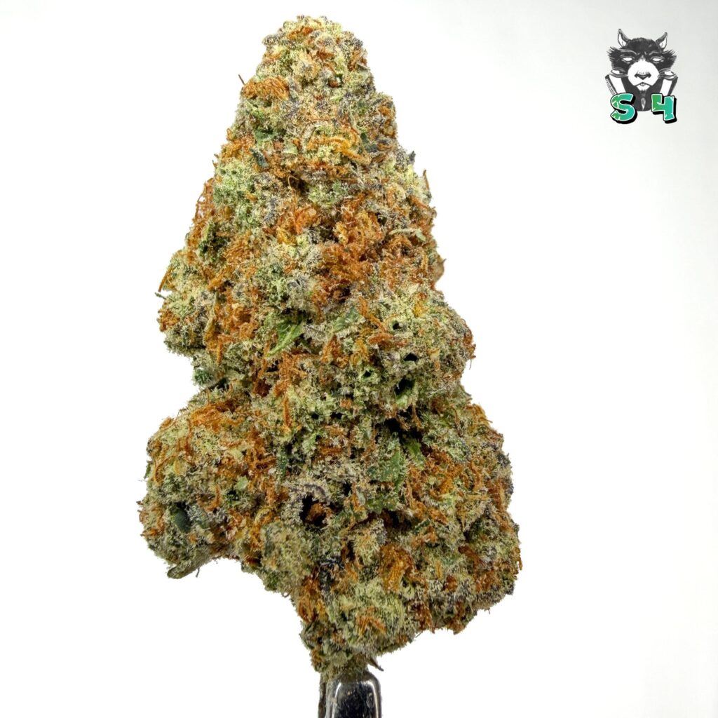 Glitter Bomb - 95D22