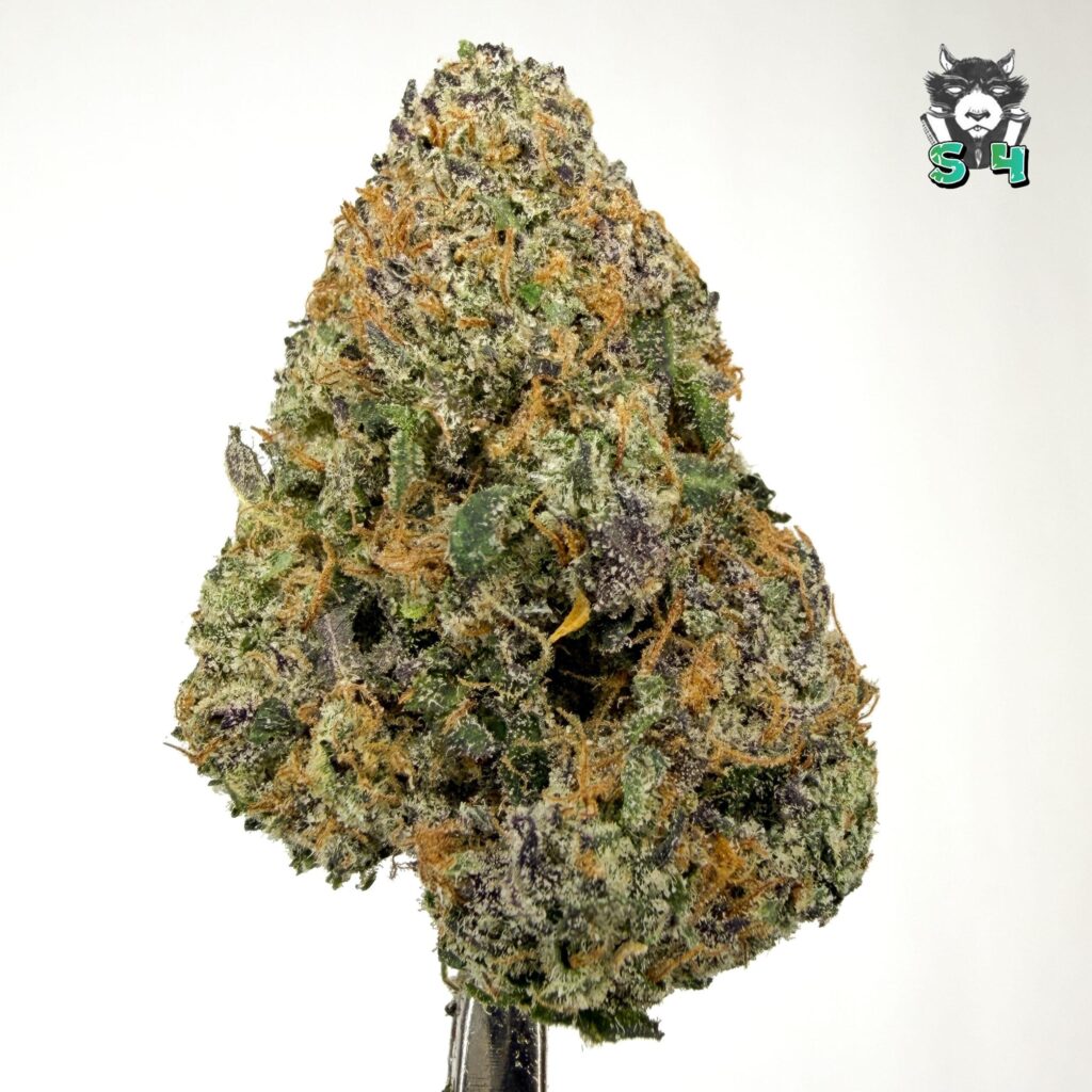 Lemon Cherry Gelato - 94D22