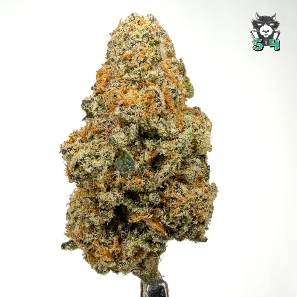 Glitter Bomb - 56D22