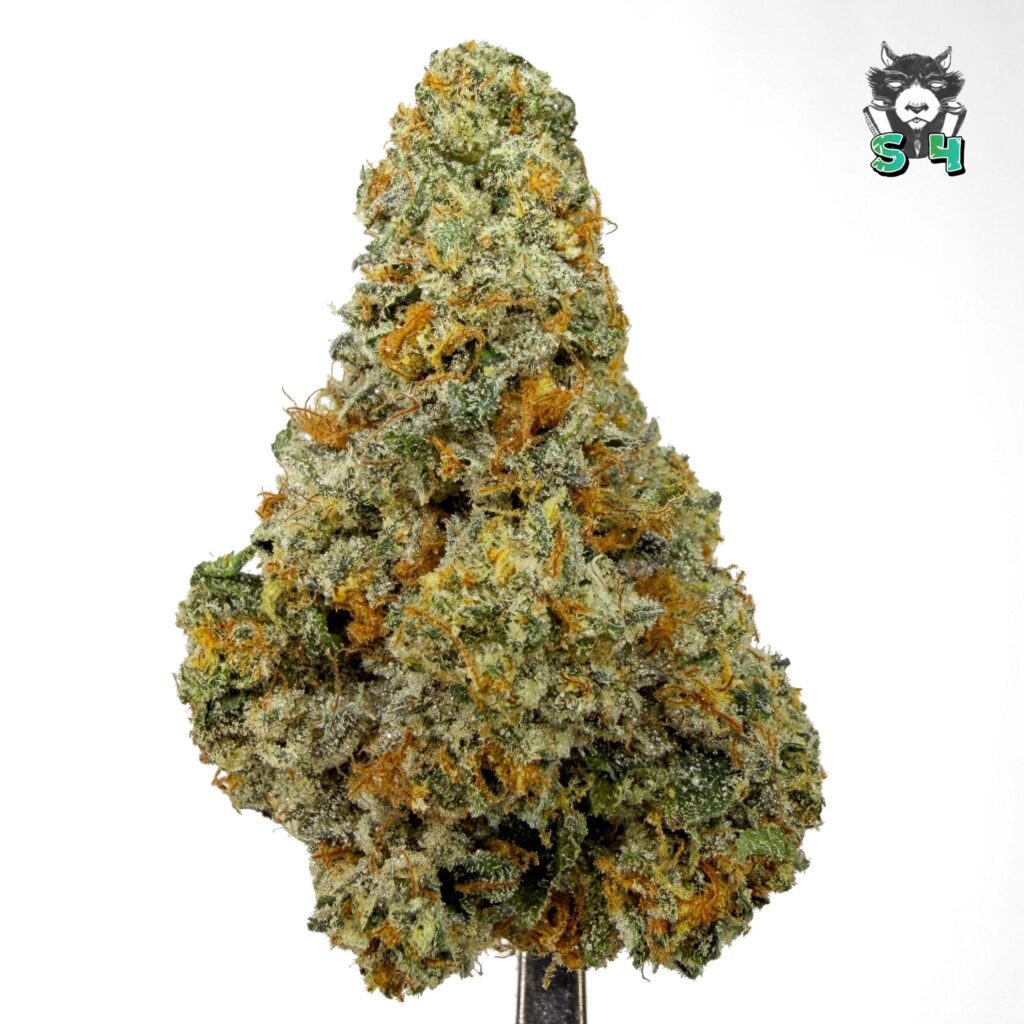 Marmalade - 59I8