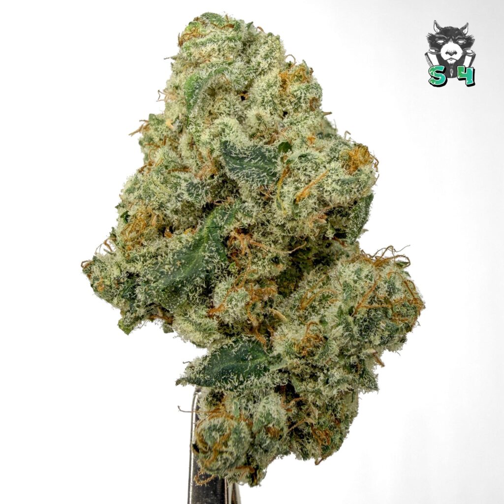 Sour Runtz - 93M17