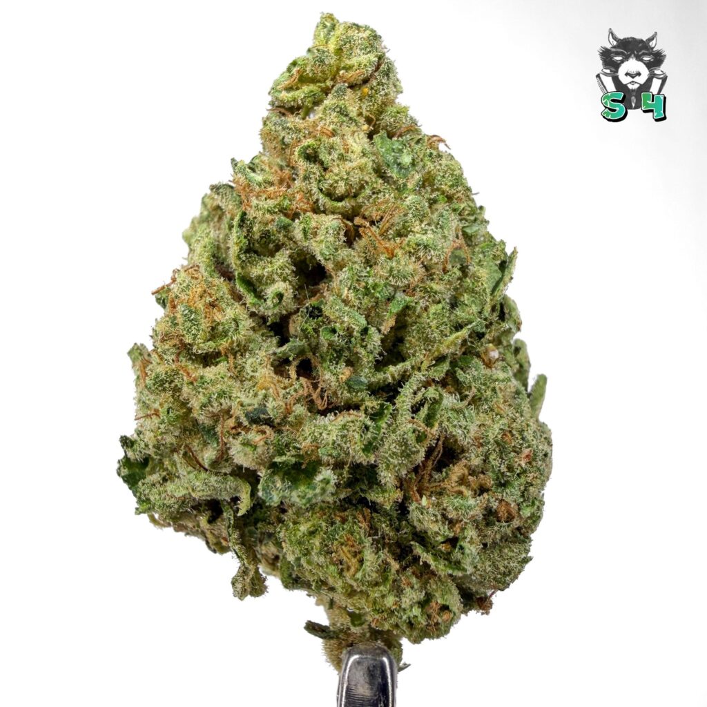 Gelato - 37L4