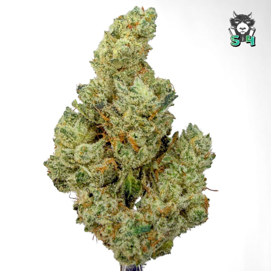Walter White GG - 31A4
